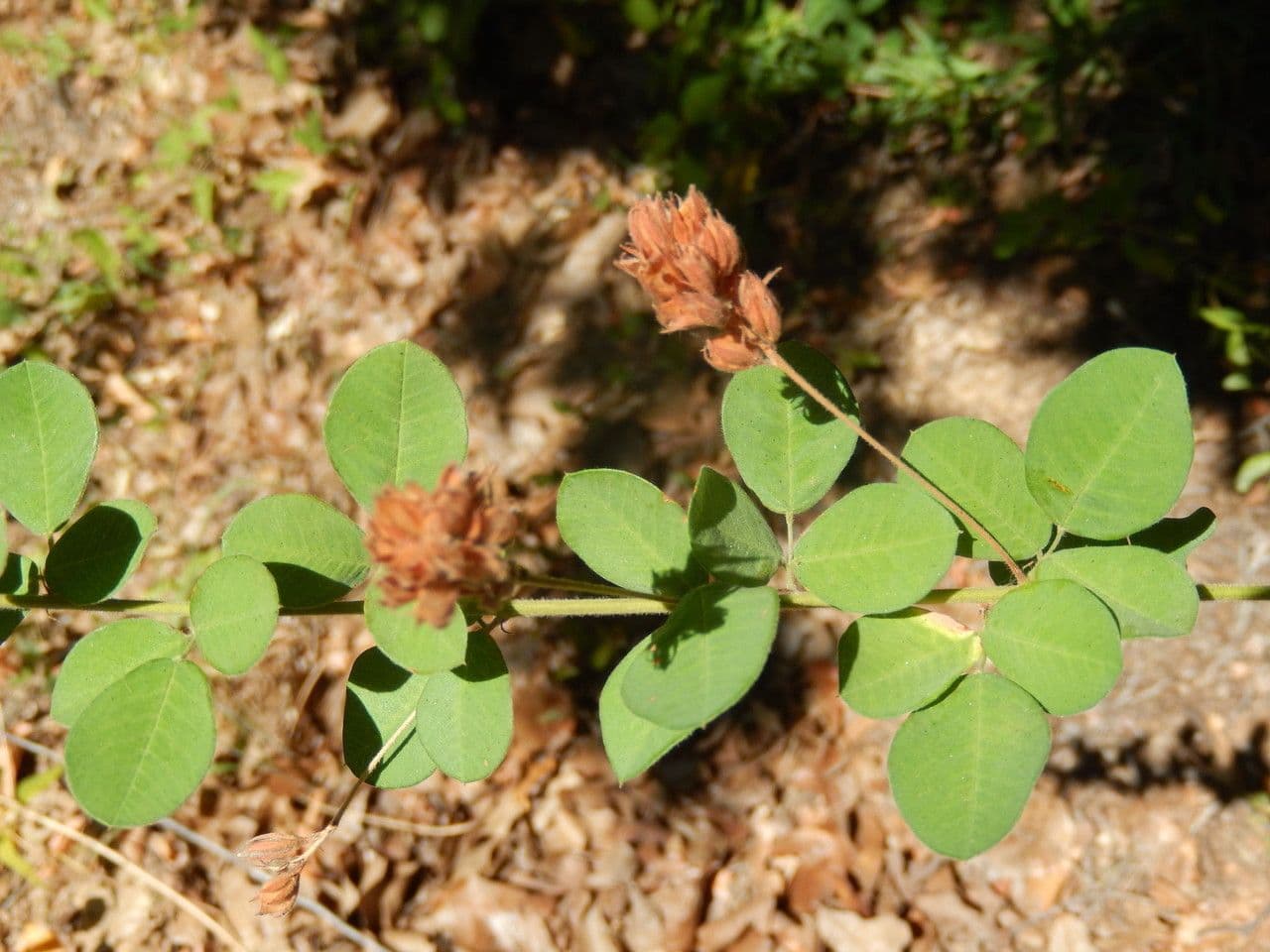 Lespedeza lysá 12