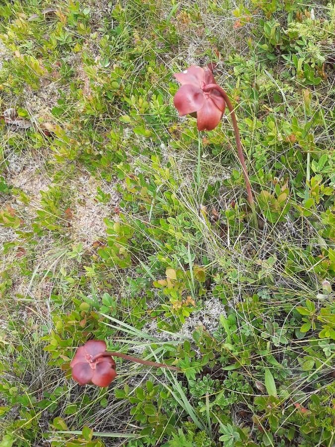 Rote Schlauchpflanze 13