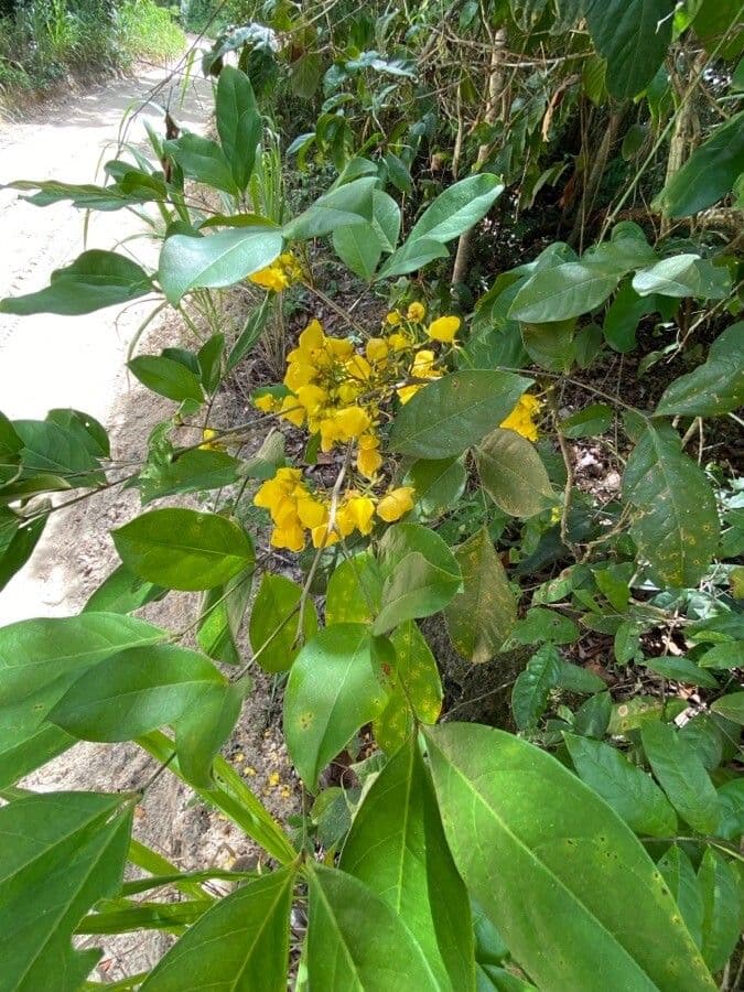 Cassia en forme d'épée 3