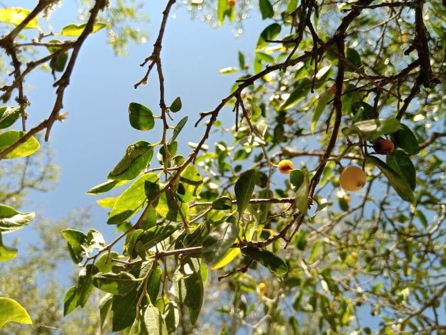 Celtis