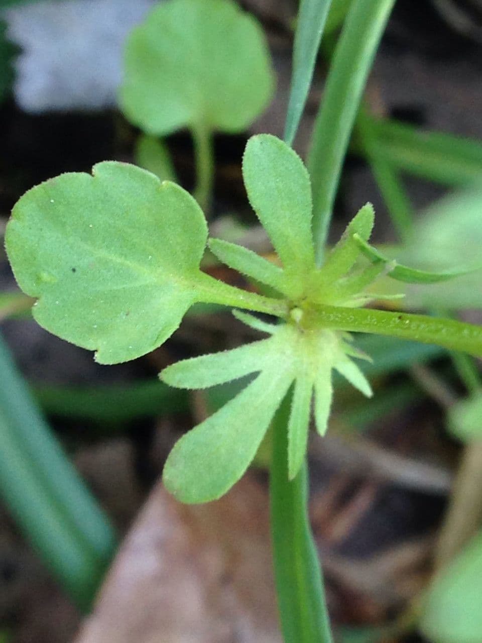 Viola bicolore 16