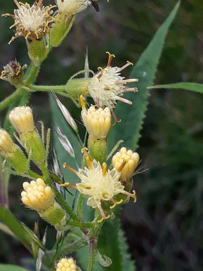 Senecio 9