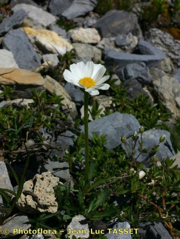 Margherita coronata 6