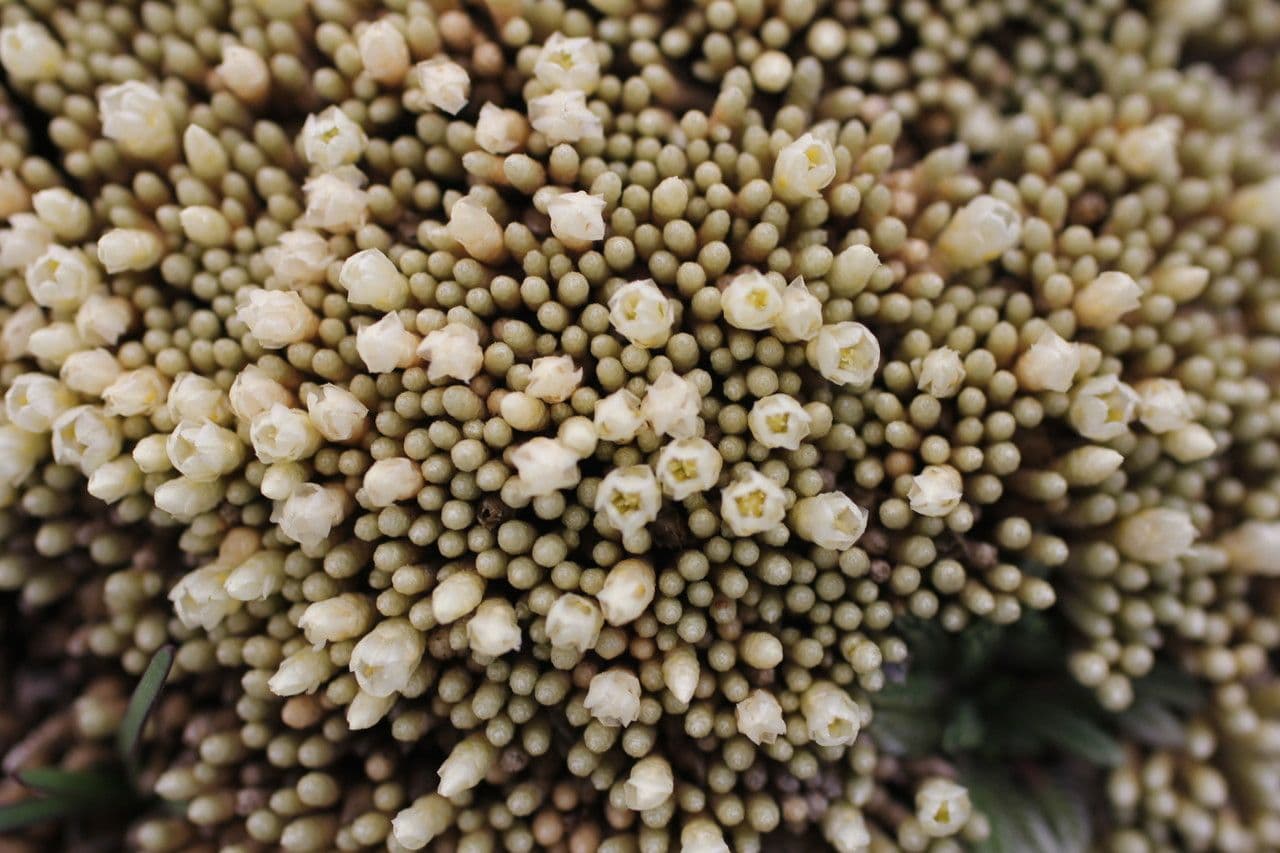 Pycnophyllum 14