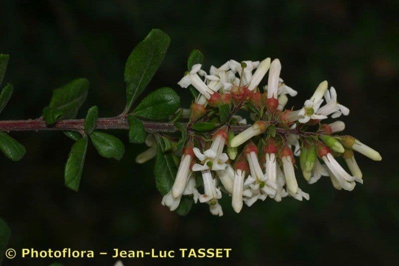 Escallonia 2