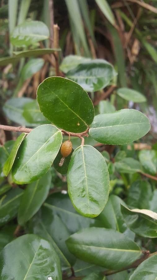 Elaeagnus multiflora 19