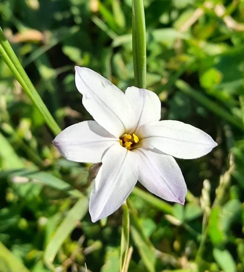 Frühlingsstern 4