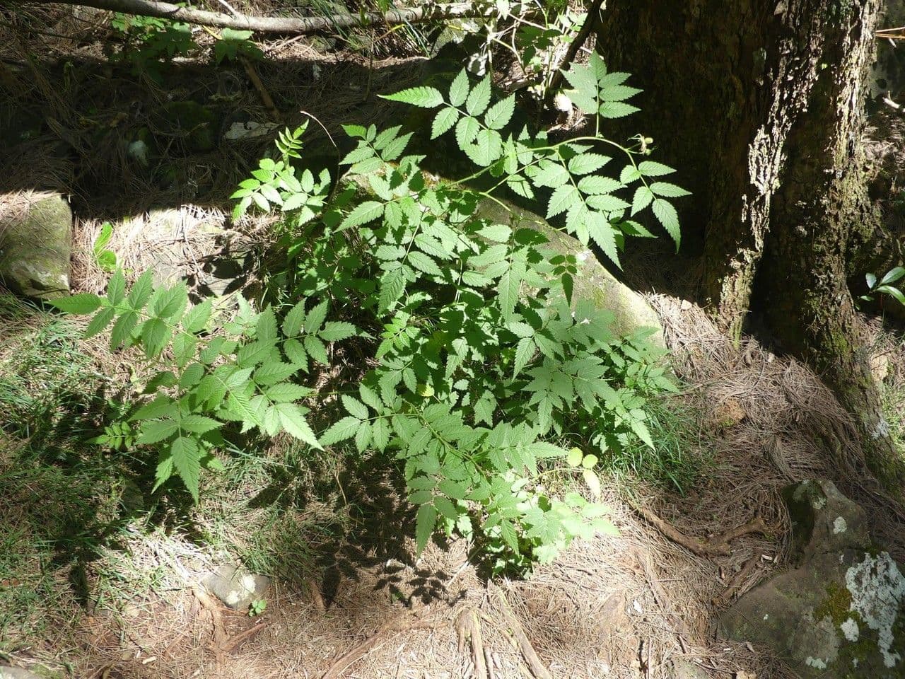 Rovo 15