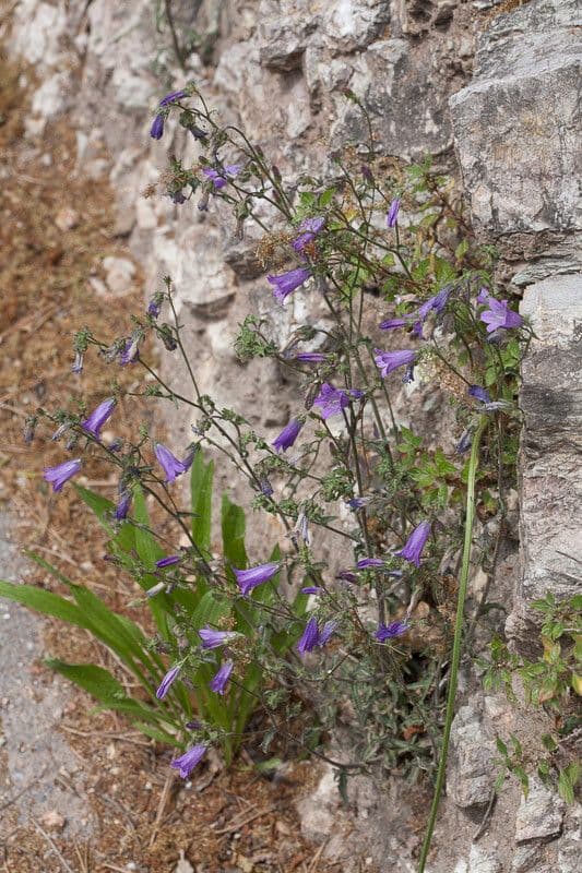 Campanula siberiana 13