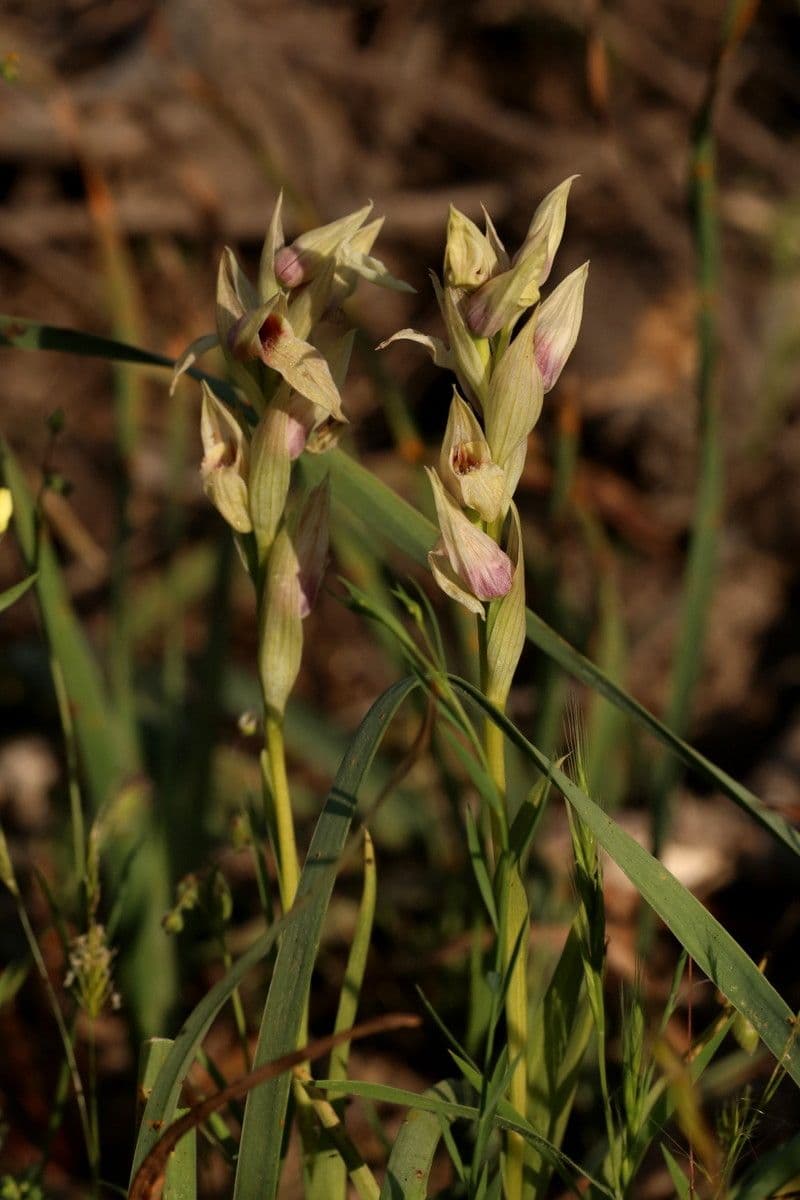 Přestup západní 7