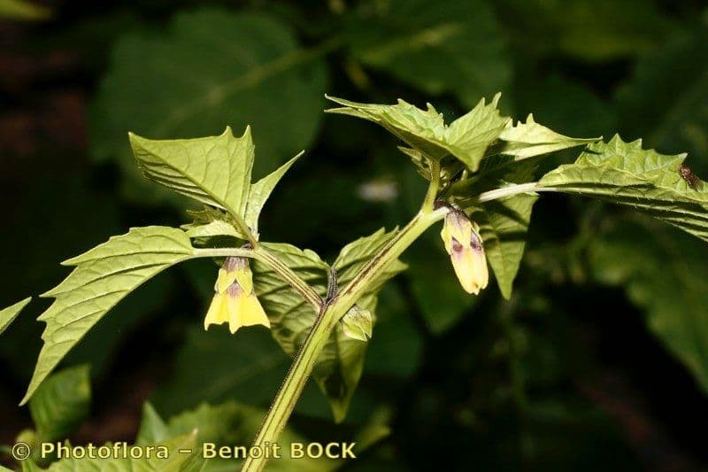 Moruše physalis 14
