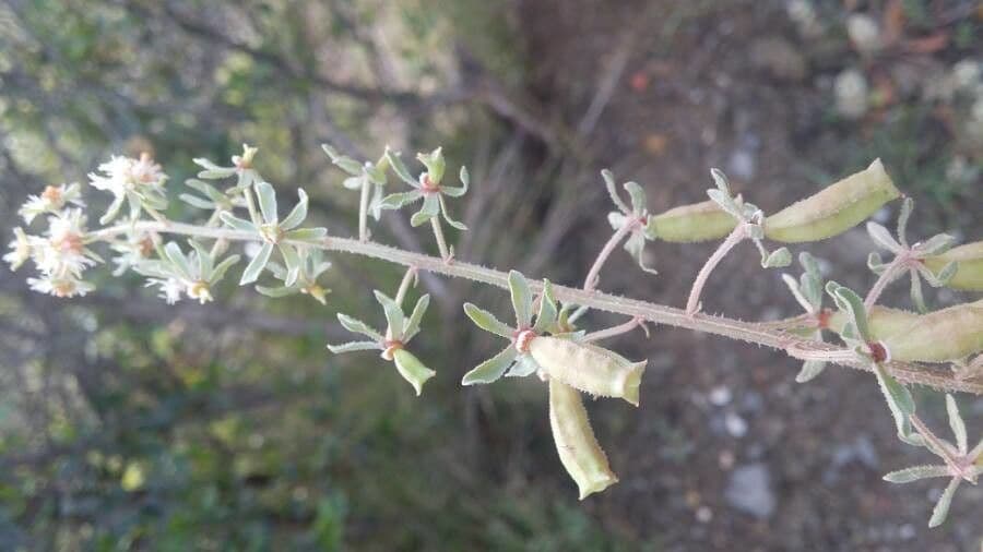 Reseda comune 25
