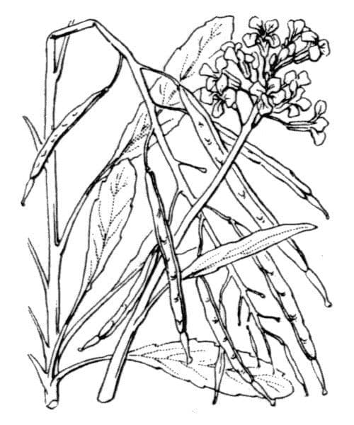 Coincya 25