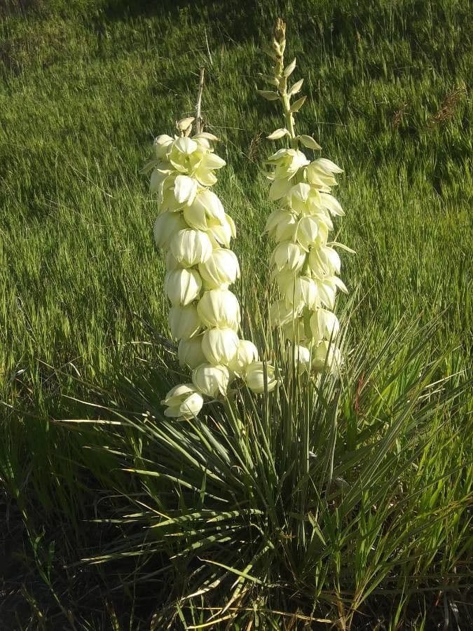 Yucca glauca 9