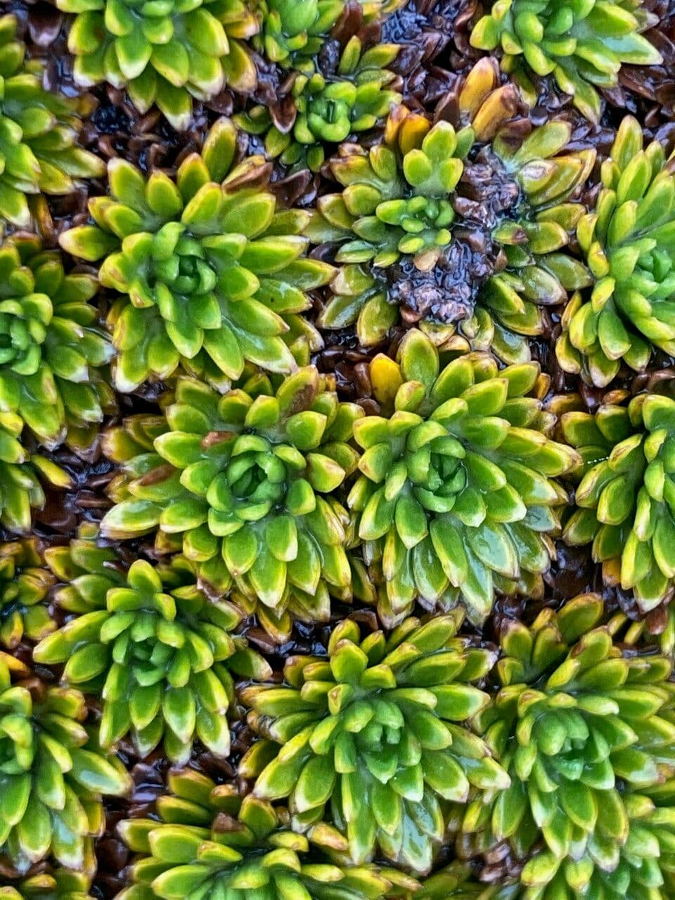 Azorella 16