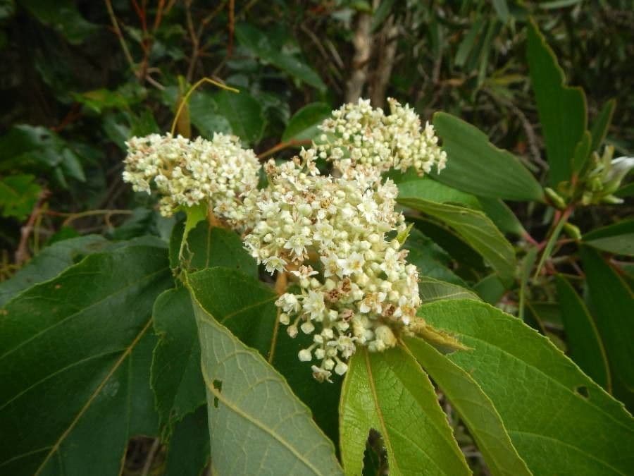 Commersonia bartramia 9