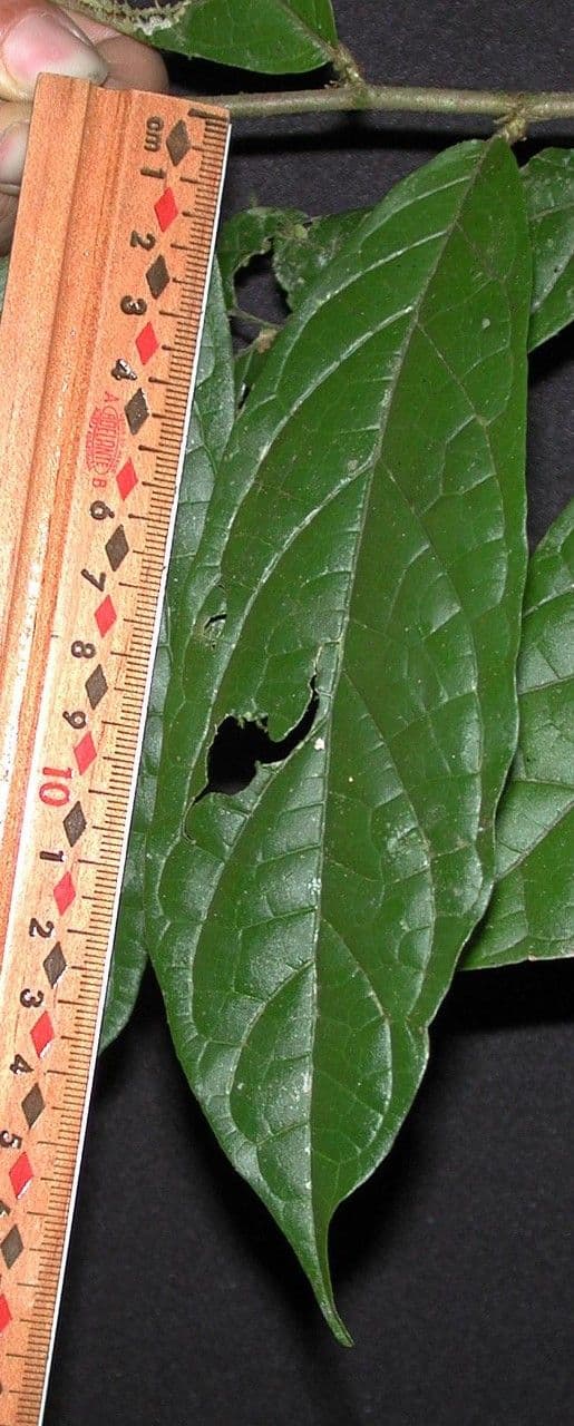 Dichapetalum 18