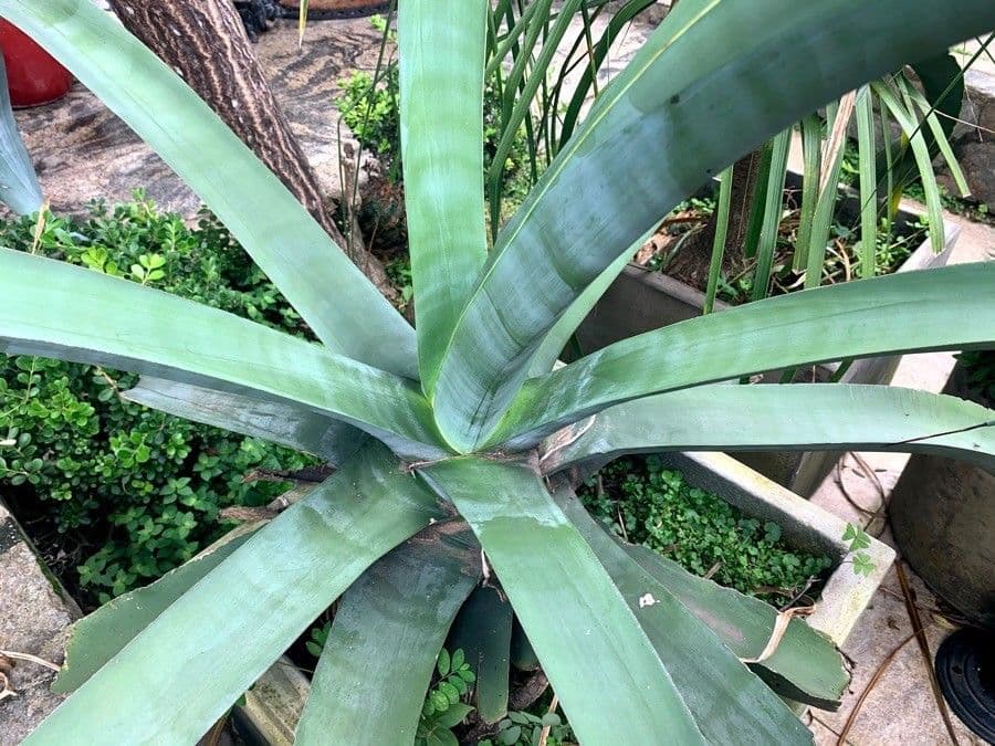 Agave polpo 3