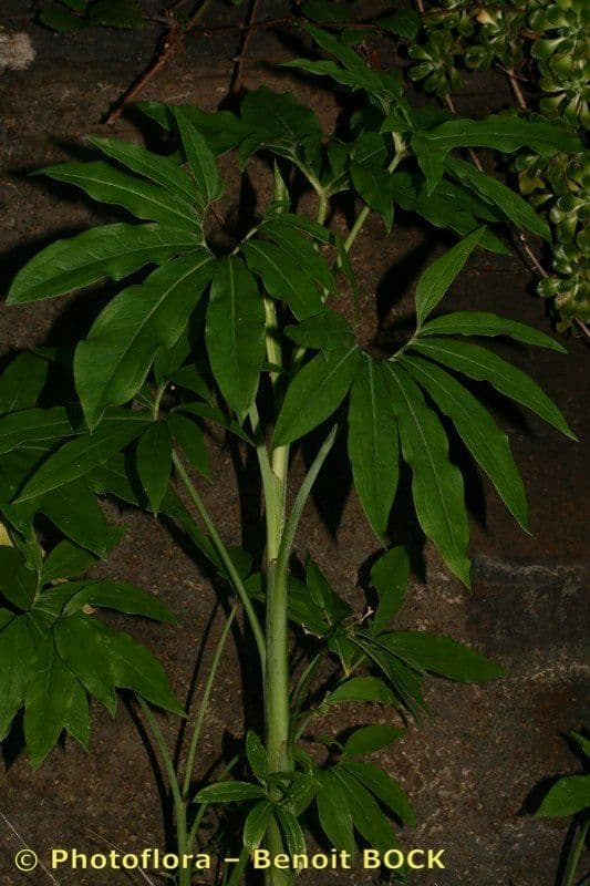 Arum dragon 22