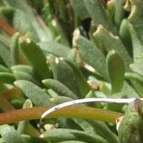 Calandrinia cespugliosa 4
