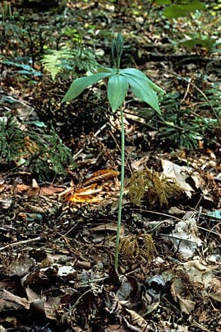 Storczyca mentejska 9