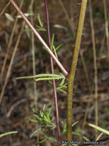 Cordylanthus rigide 13