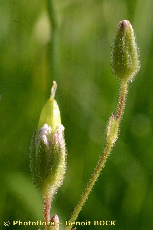 Cerastio dubbioso 3