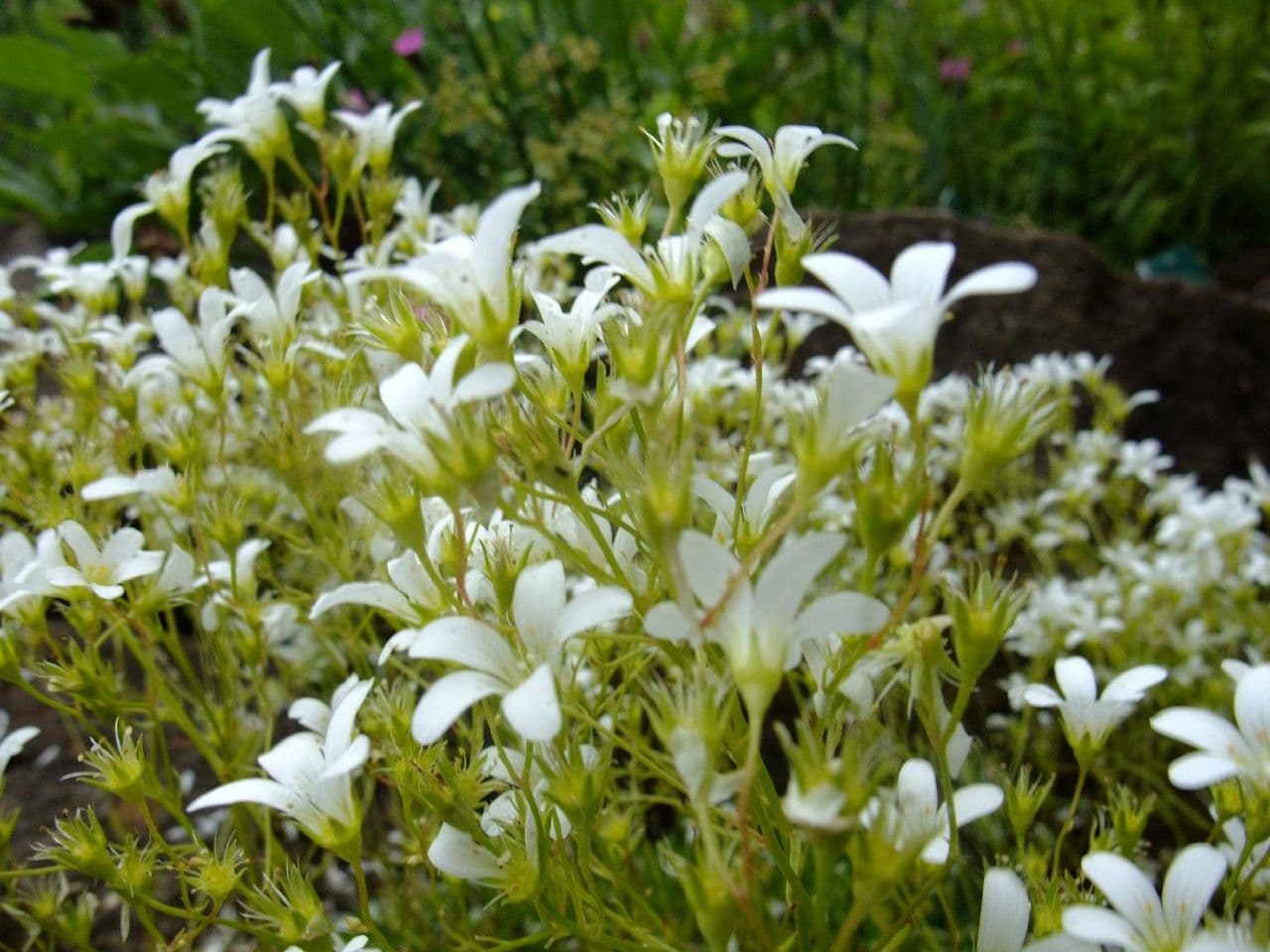 Saxifrage 5