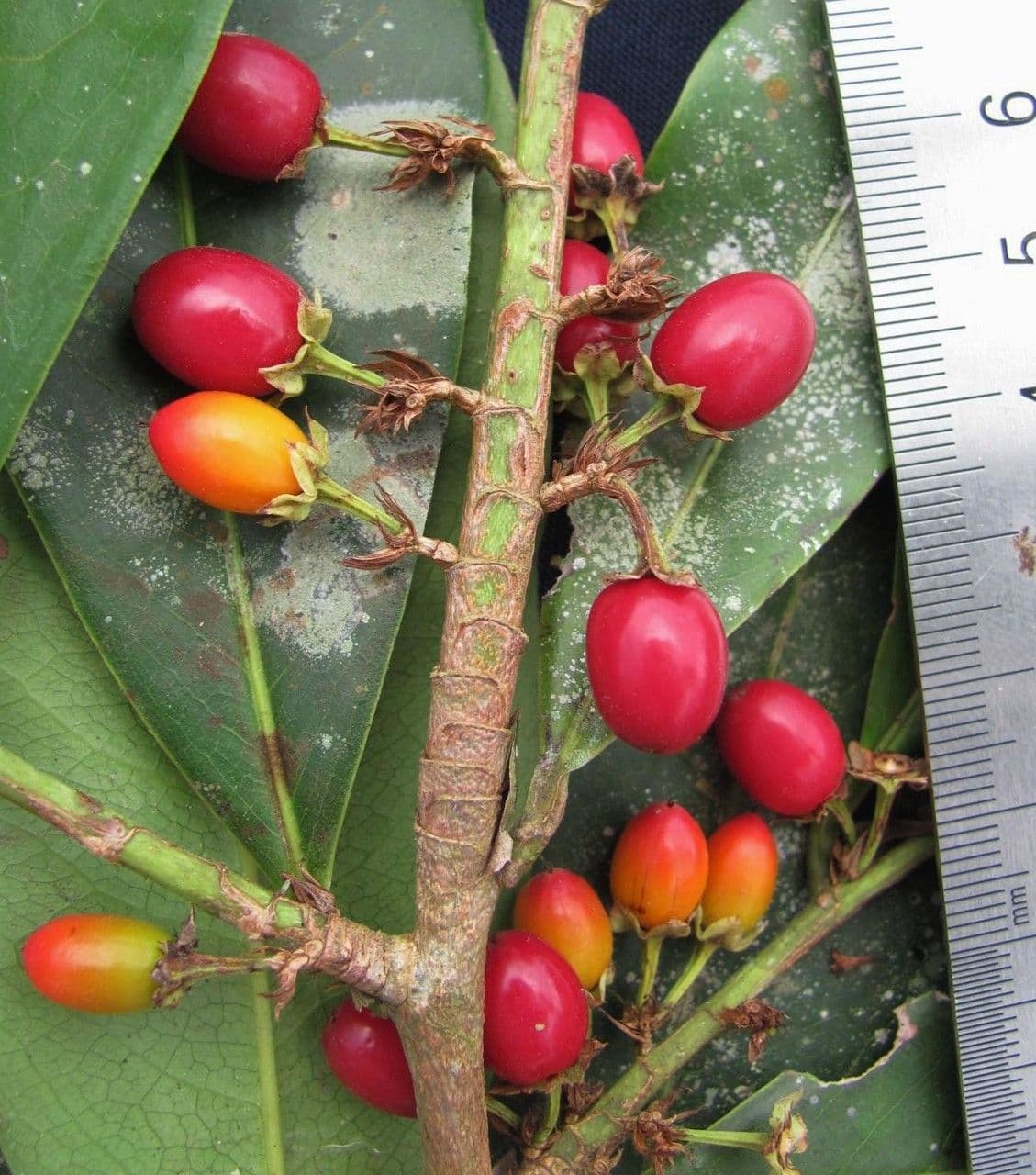 Erythroxylum 2