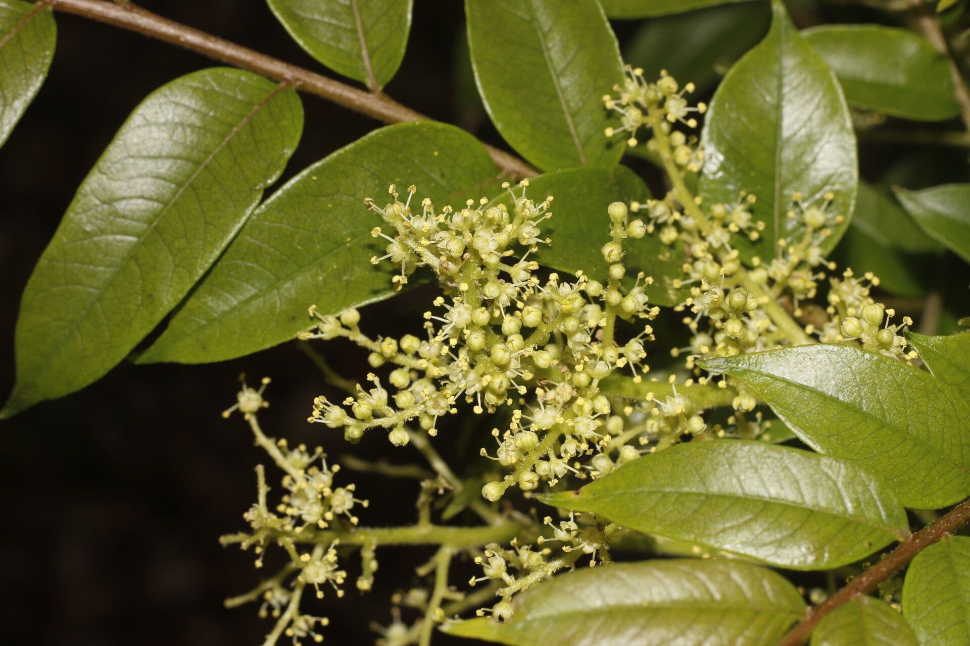 Zanthoxylum 9