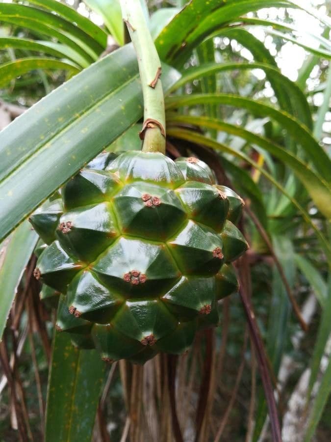 Pandanus 3