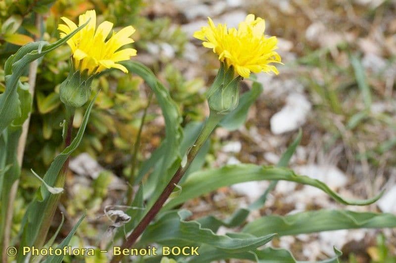 Scorzonera austriaca 21