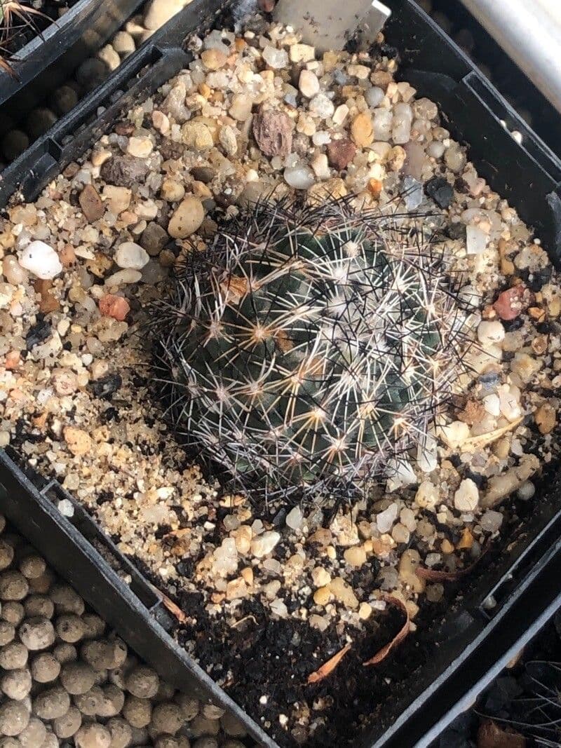 Coryphantha