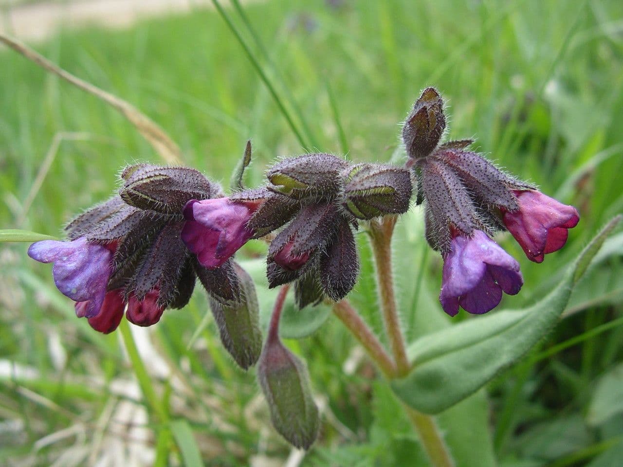 Polmonaria montana 28