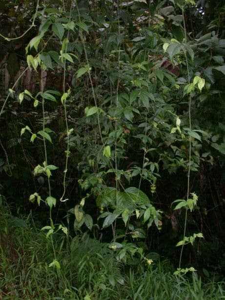 Dalechampia 6