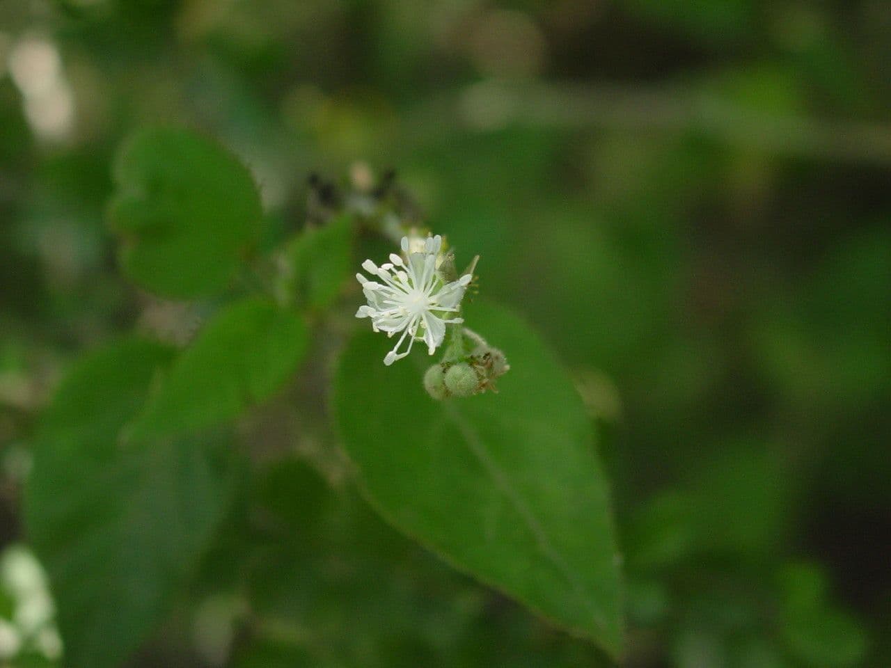 Wimperndrüsen-Croton 6