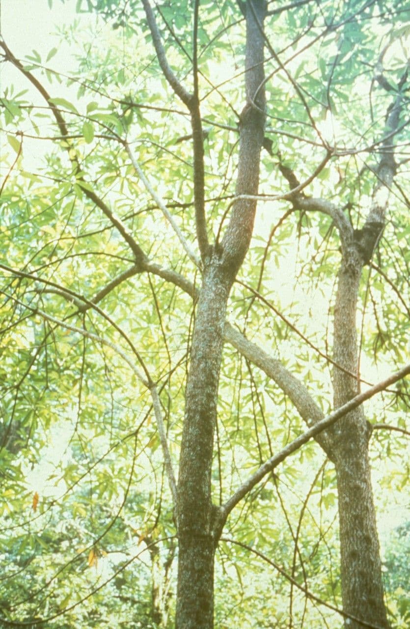 Ochrosia scarlatta 2