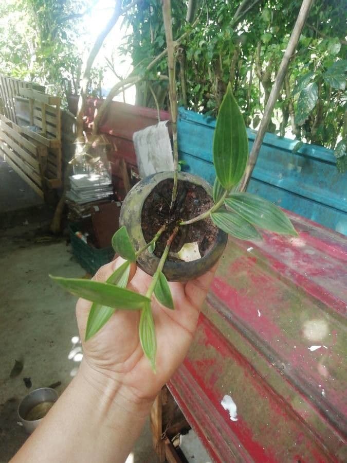 Sobralia 11