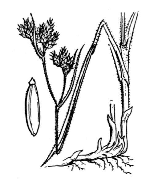 Fuirena pubescens 18