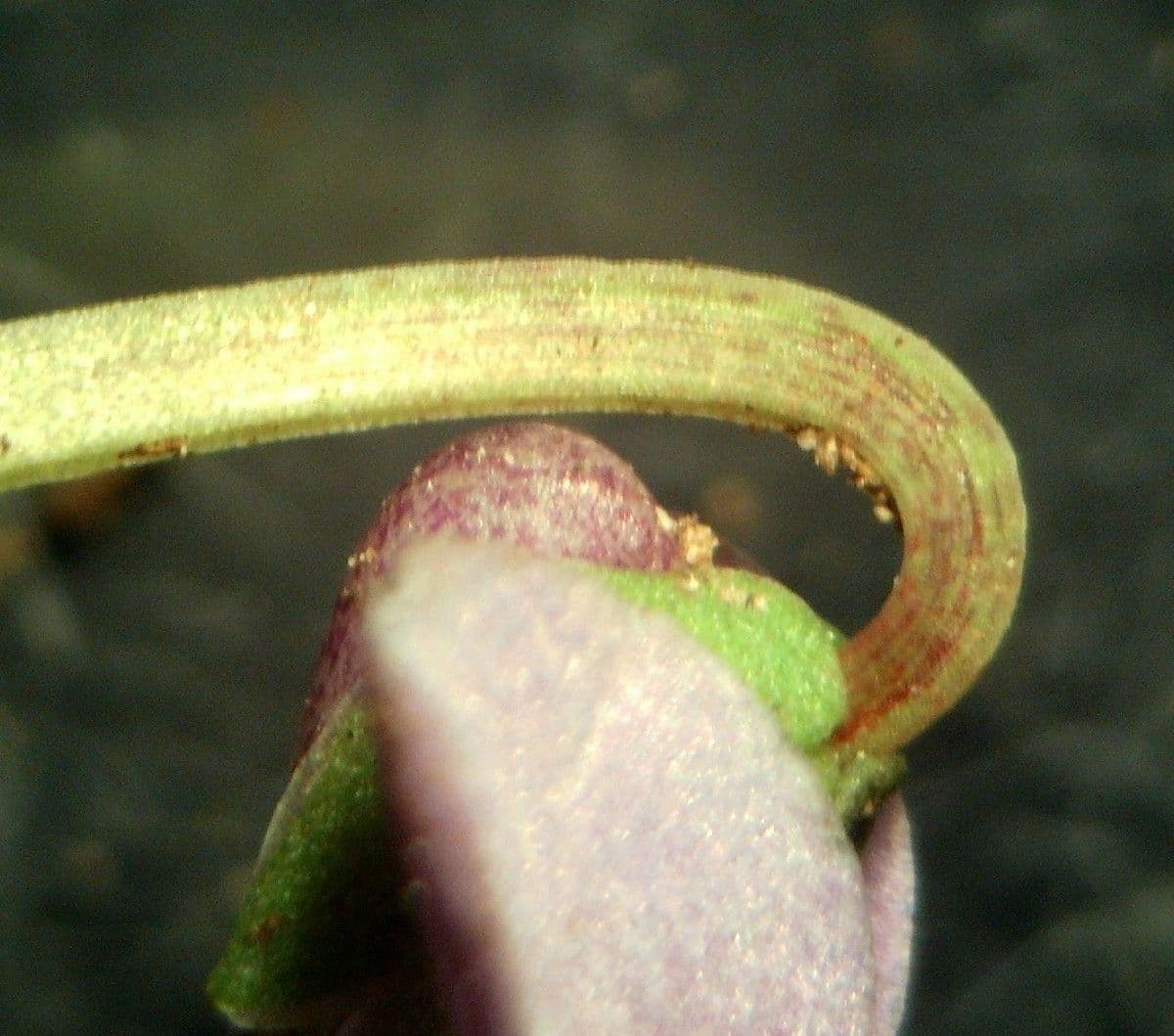 Viola palustre 3