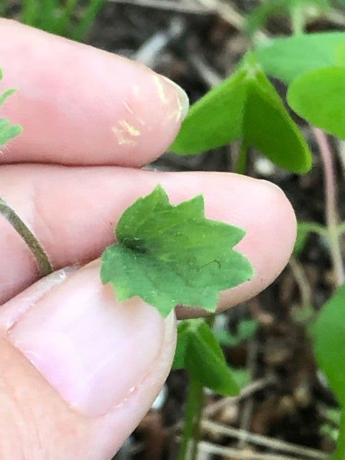 Charlottes Phacelia 13