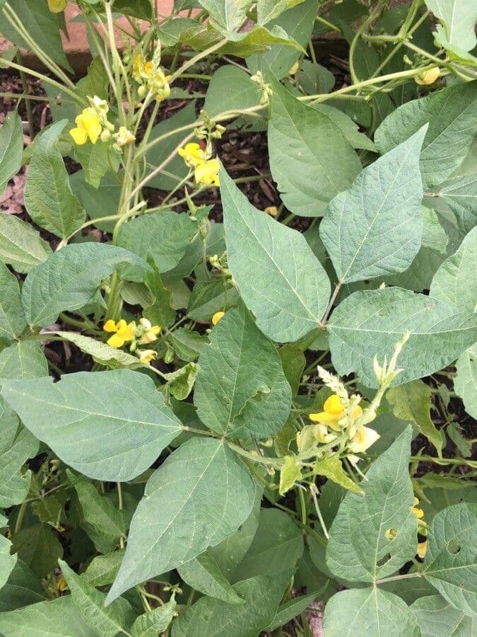 Mungbohne 6