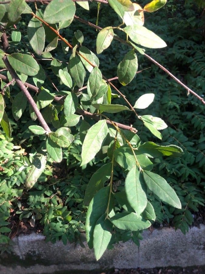 Cotoneaster di Cooper