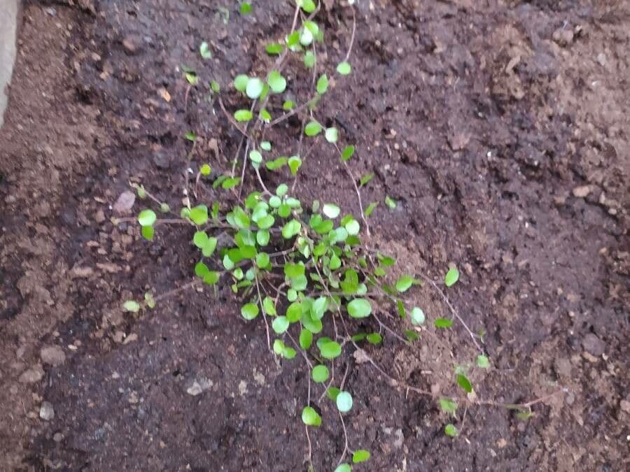 Muehlenbeckia complexa 16