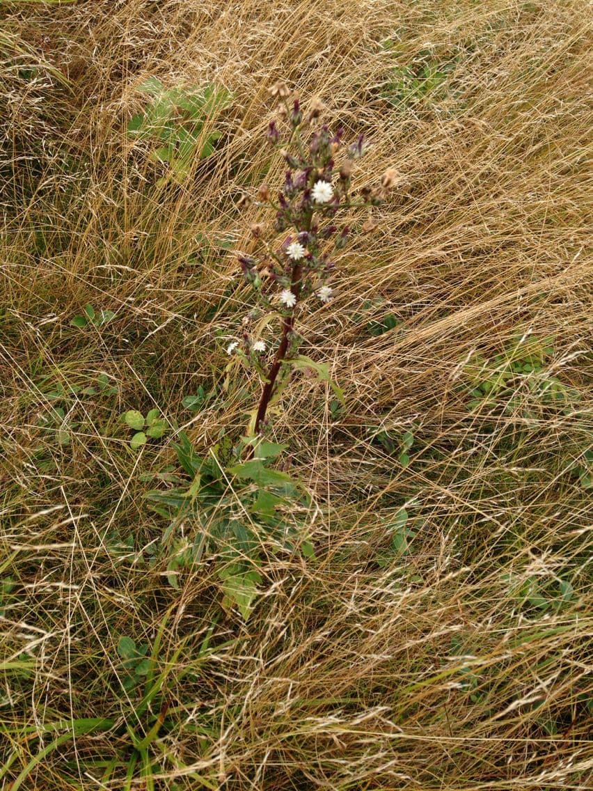 Lactuca 11