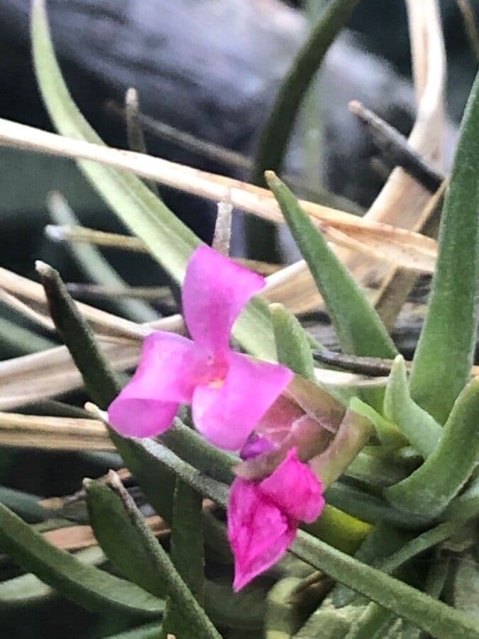 Tillandsia 2