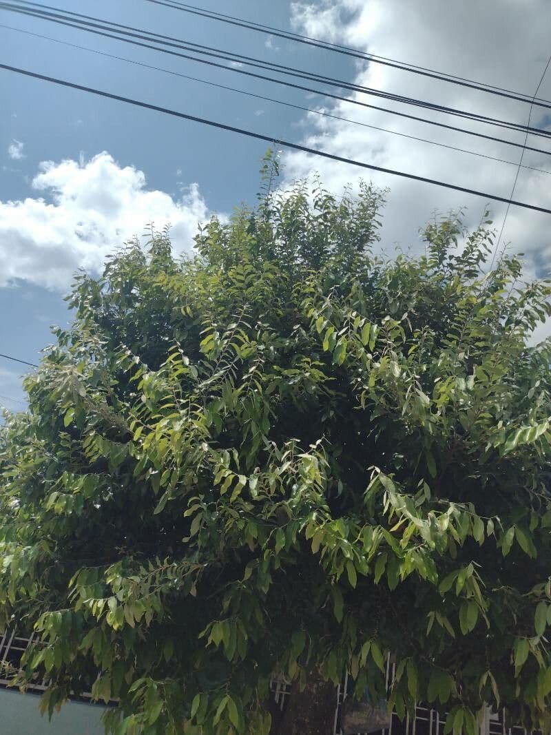 Elateriospermum tapos 10