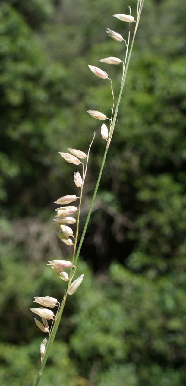 Small melick 8