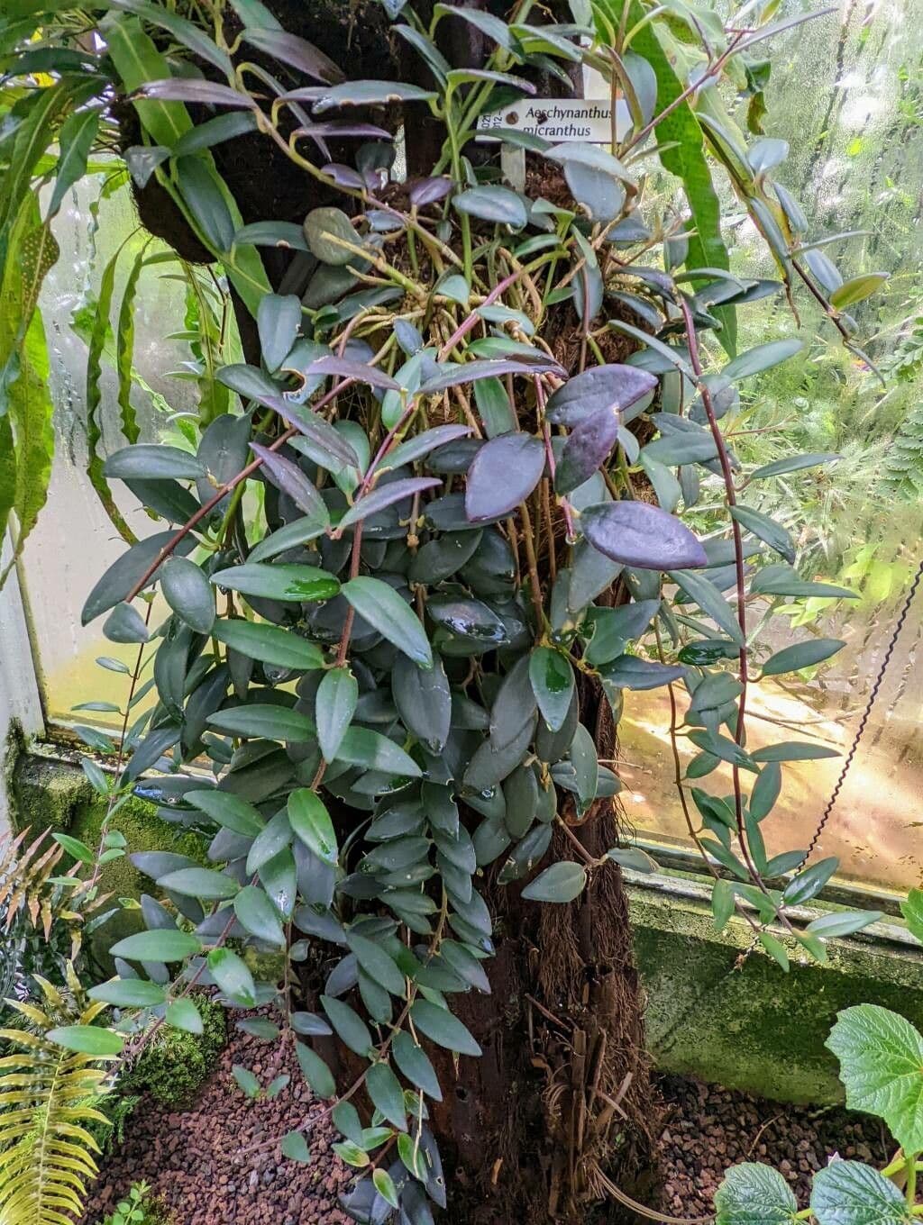 Aeschynanthus