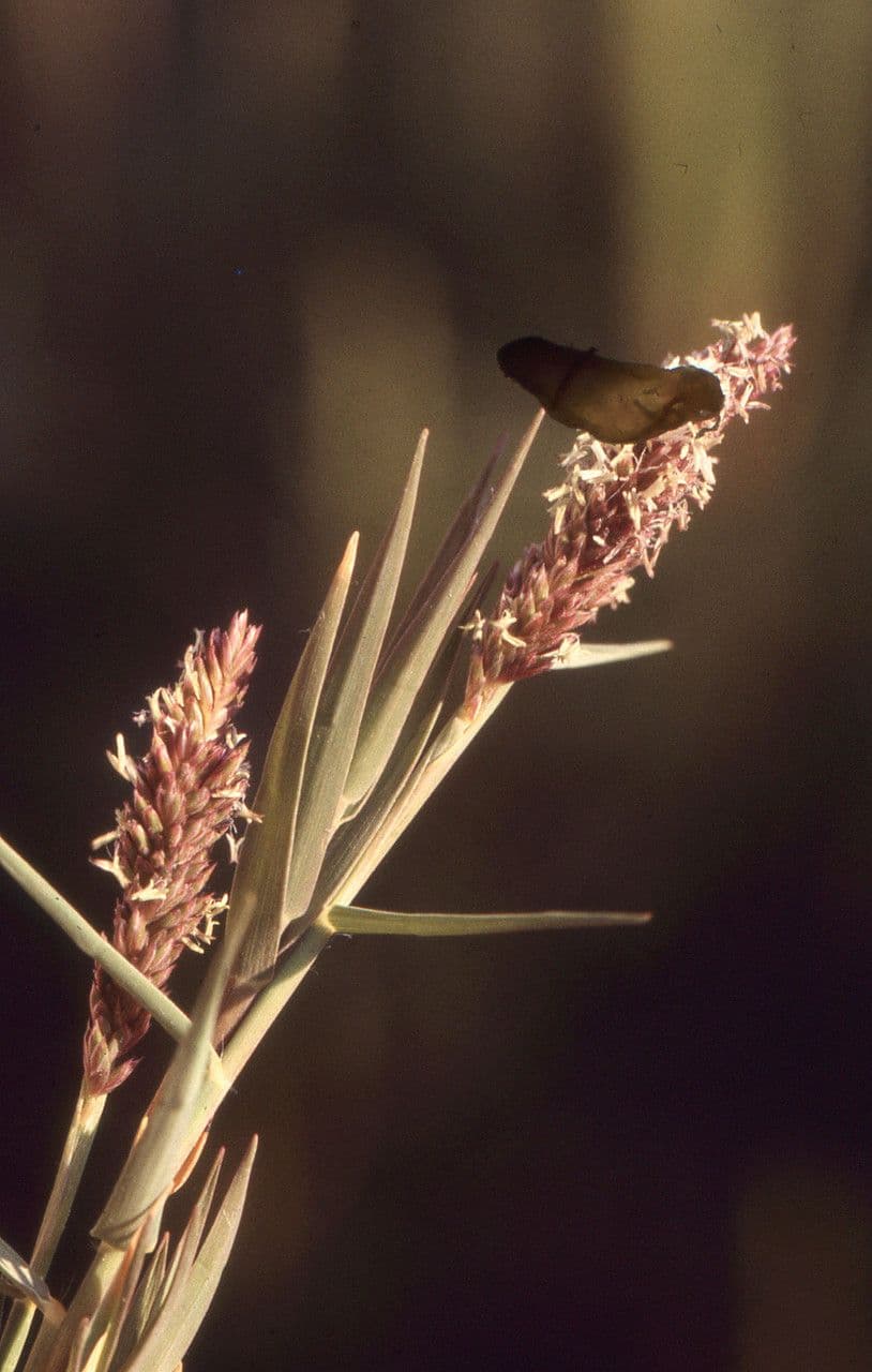 Sporobolus 6